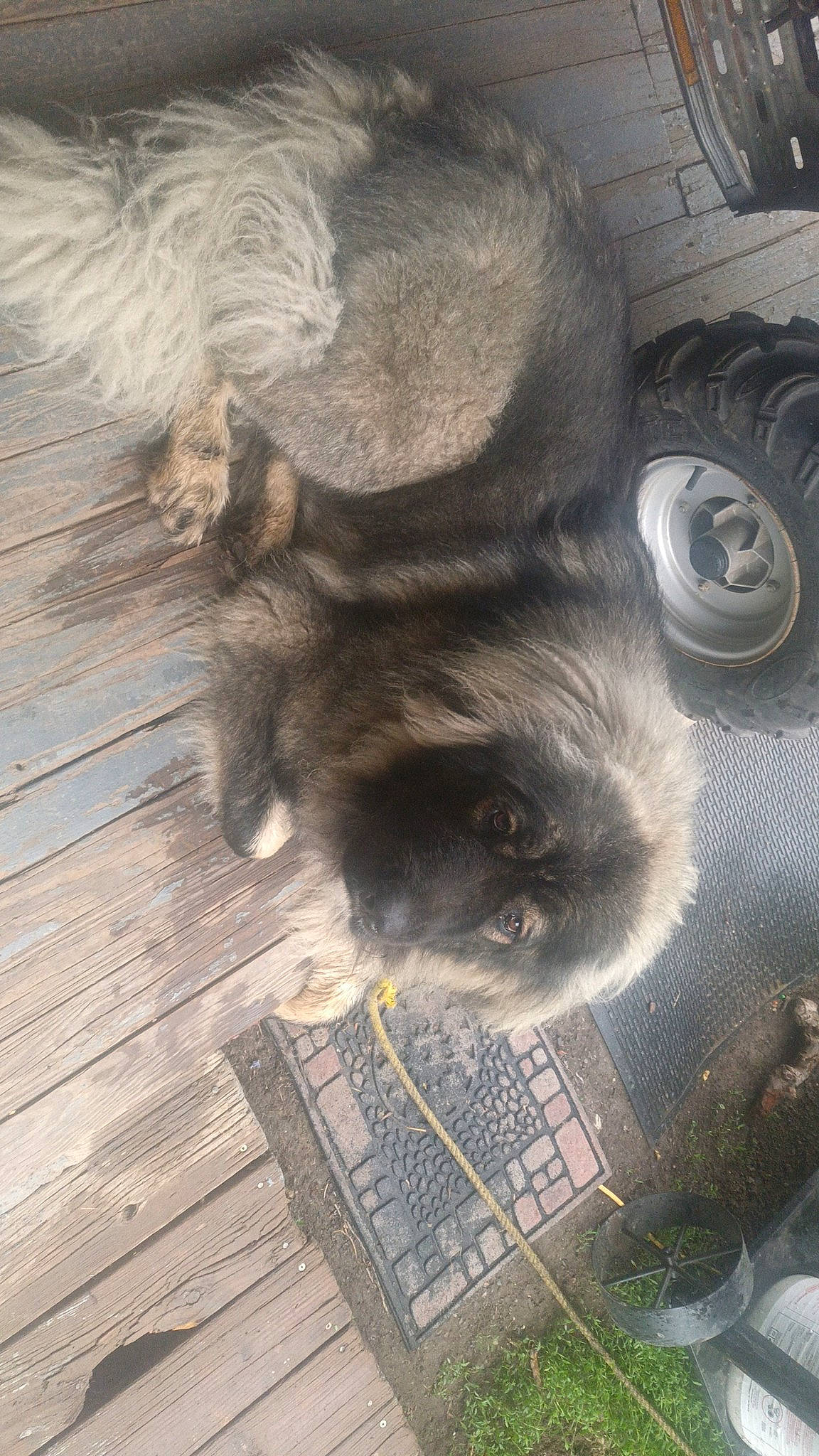 Arthur joined the competition — help win amazing prizes! art, automotive_tire, carnivore, companion_dog, dog_breed, fawn, flooring, fur, grey, hardwood, liver, road_surface, sporting_group, tail, terrestrial_animal, tire, wheel, whiskers, wood, working_animal