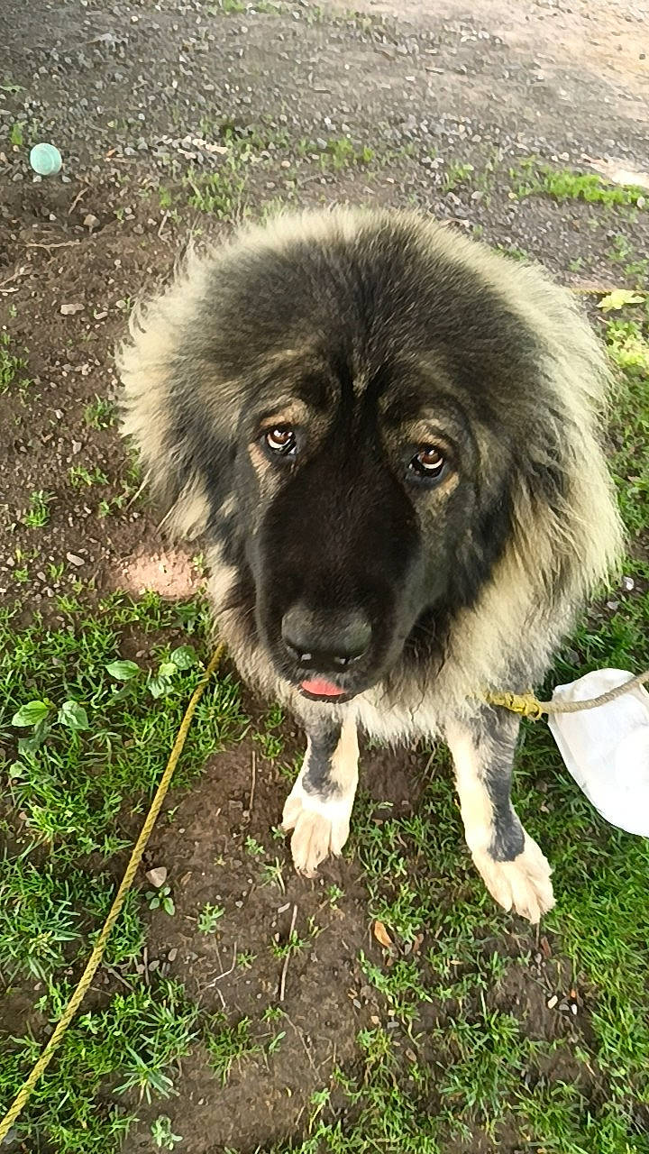 Arthur is registered to the contest to win money with this photo: ancient_dog_breeds, canidae, carnivore, caucasian_shepherd_dog, companion_dog, dog, dog_breed, estrela_mountain_dog, fur, giant_dog_breed, grass, leonberger, plant, snout, soil, sporting_group, terrestrial_animal, tibetan_mastiff, working_animal, working_dog