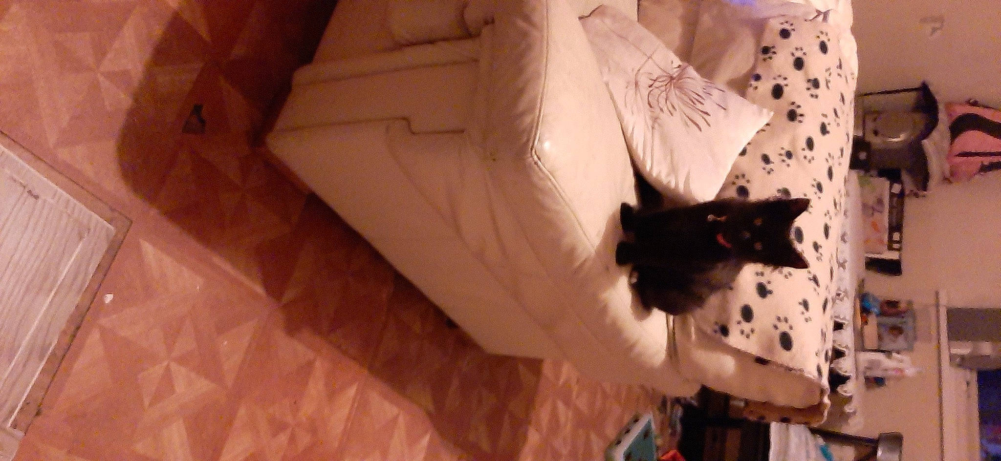 Cleo joined the competition — help win amazing prizes! carnivore, cat, door, felidae, floor, flooring, formal_wear, fur, hardwood, linens, paper, pattern, room, shadow, small_to_medium_sized_cats, tail, tints_and_shades, vertebrate, whiskers, wood