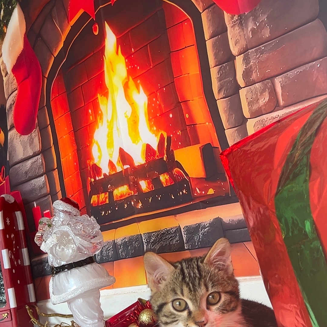 Simba a rejoint le concours — aidez-le/la à gagner de superbes lots ! animal, background, cat, christmas, cozy, cute, decorations, faux_snow, festive, fireplace, gift_box, glass_santa, holiday_decor, indoor, kitten, pet, red_bow, stockings, warm, wooden_floor