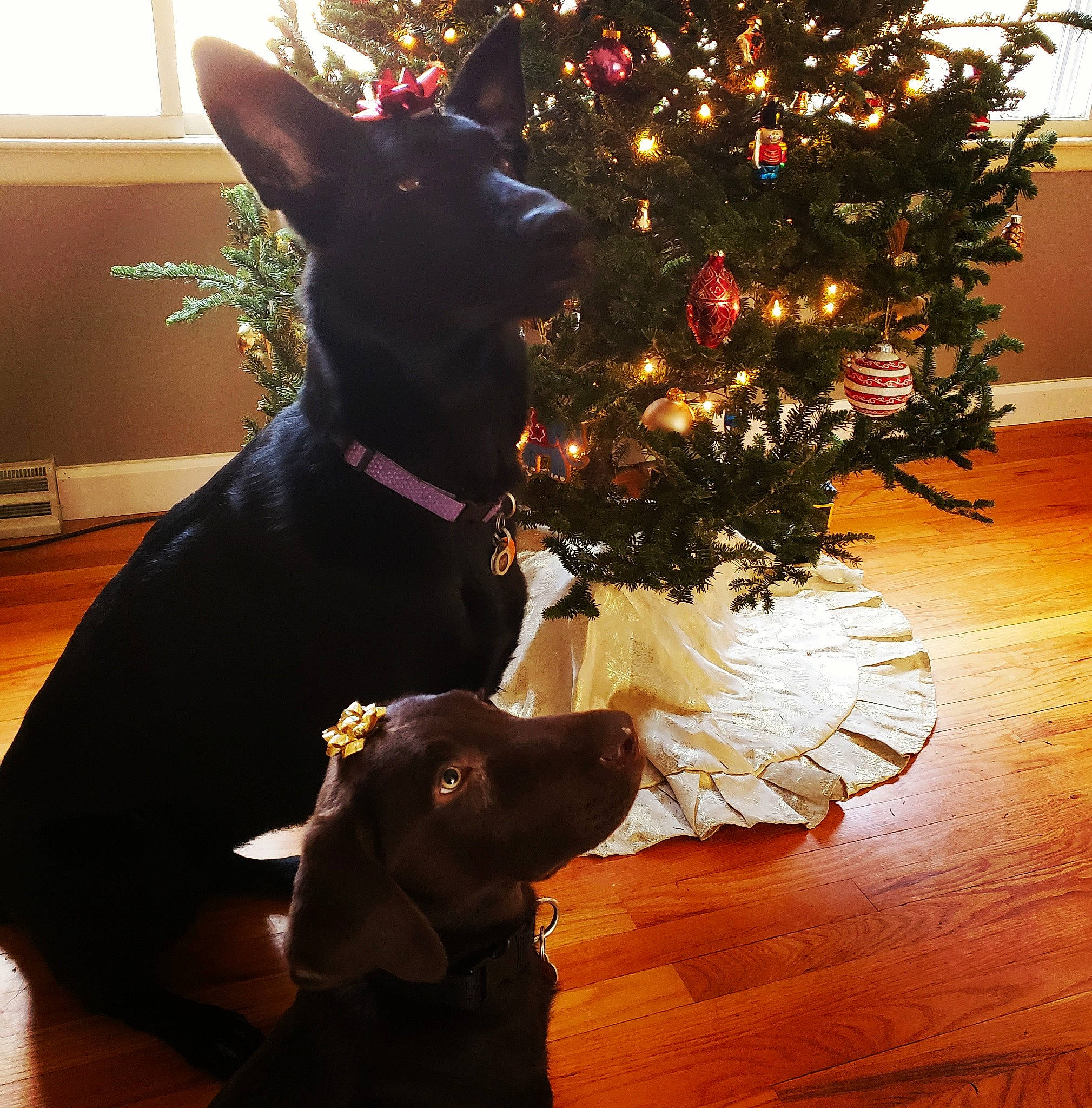 Hank Williams Jr. joined the competition — help win amazing prizes! australian_kelpie, canidae, carnivore, christmas, christmas_decoration, christmas_ornament, christmas_tree, dobermann, dog, dog_breed, ear, english_toy_terrier, german_pinscher, guard_dog, mammal, miniature_pinscher, plant, snout, tail, tree