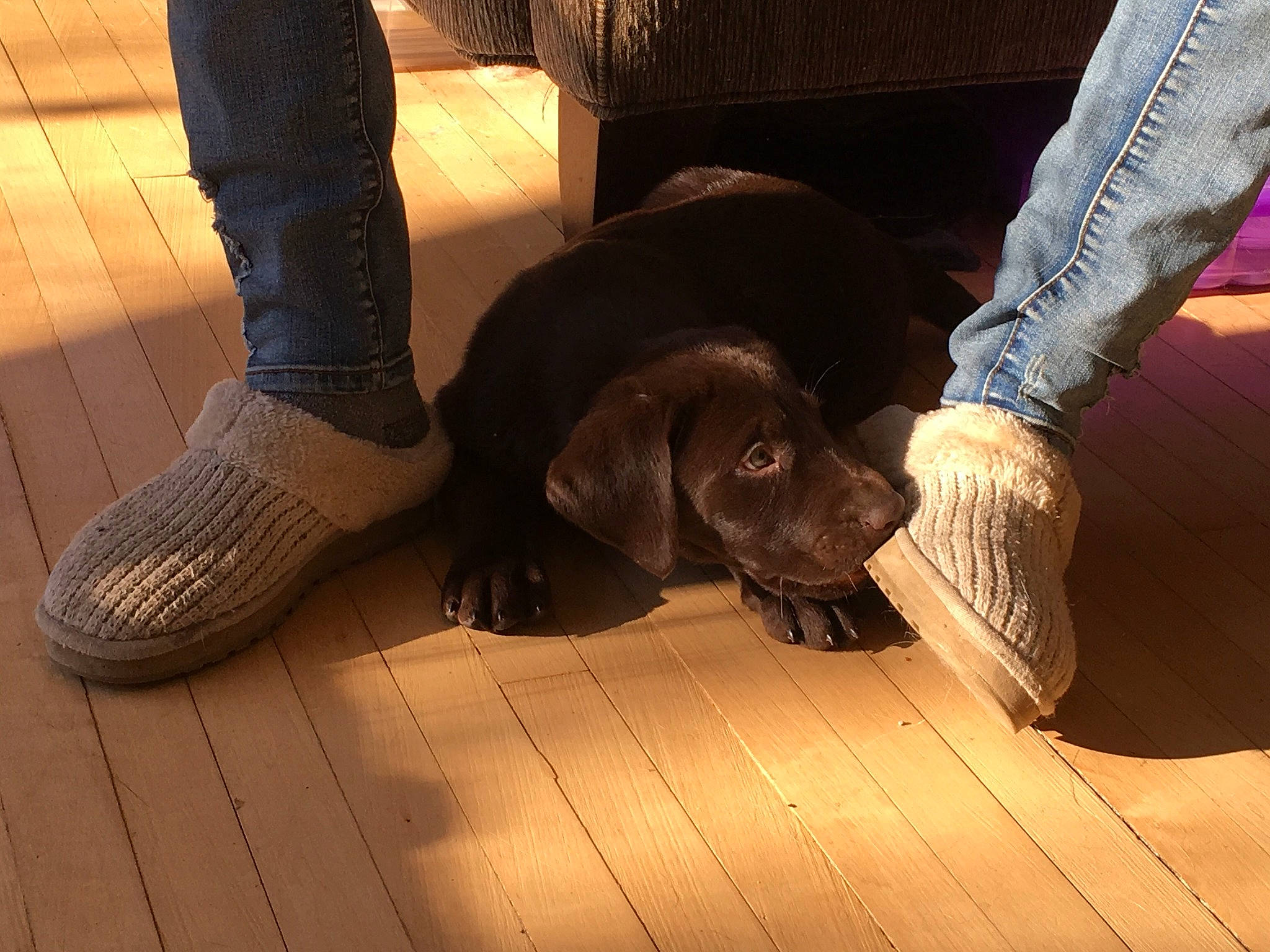 Hank Williams Jr. joined the competition — help win amazing prizes! canidae, carnivore, companion_dog, dog, dog_breed, floor, flooring, footwear, german_shorthaired_pointer, hardwood, leg, liver, pointer, pointing_breed, puppy, shoe, sporting_group, weimaraner, wood