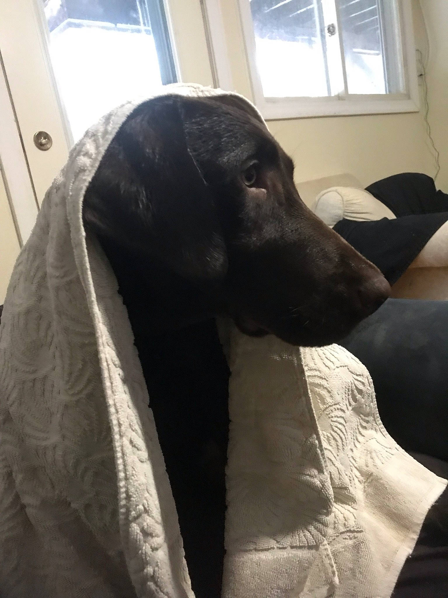 Hank Williams Jr. joined the competition — help win amazing prizes! canidae, carnivore, companion_dog, dog, dog_breed, fur, linens, non_sporting_group, pointer, snout, sporting_group