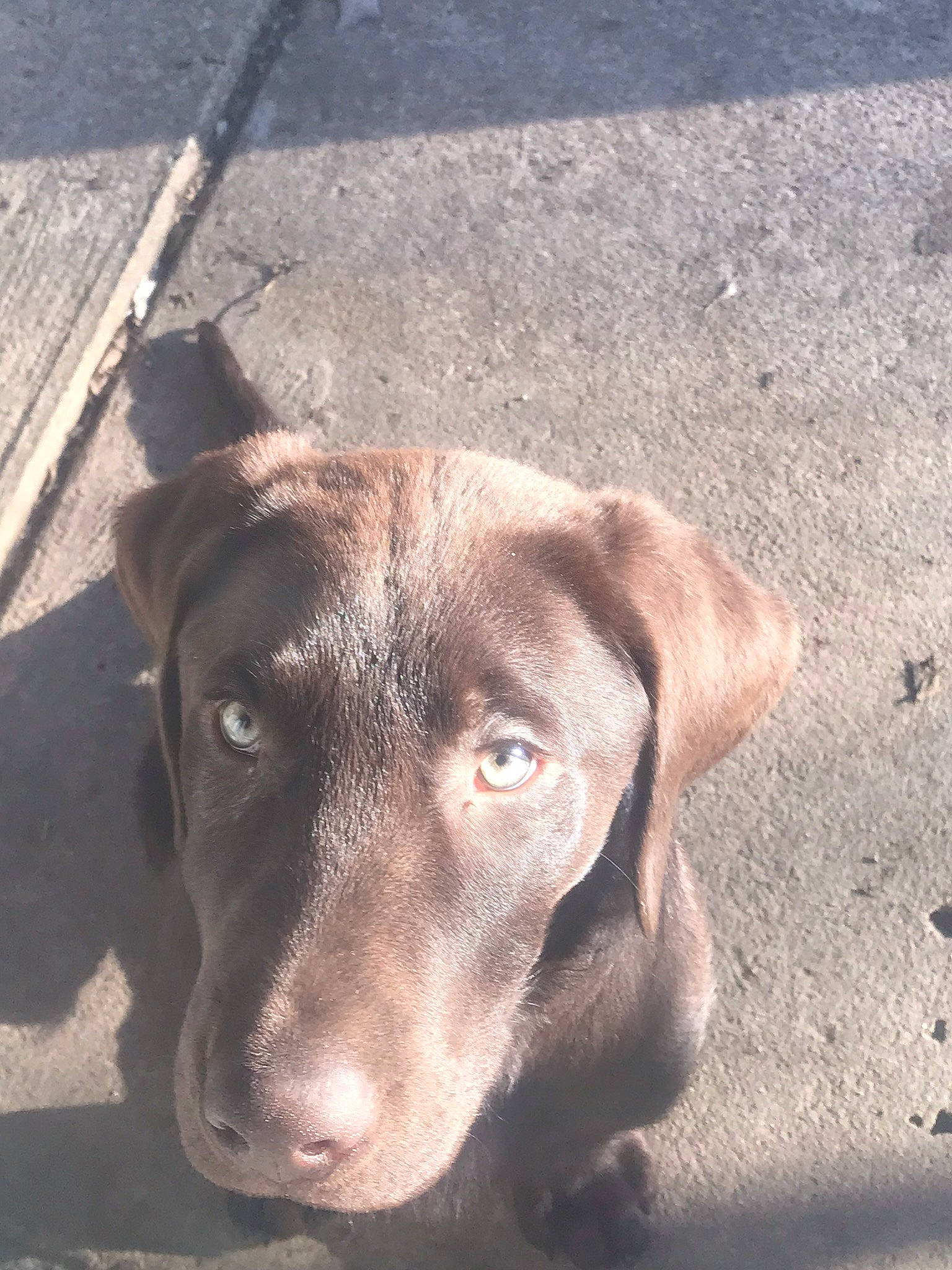 Hank Williams Jr. joined the competition — help win amazing prizes! beagador, blue_lacy, canidae, carnivore, dog, dog_breed, fawn, hunting_dog, labrador_retriever, liver, mammal, nose, pointing_breed, retriever, snout, sporting_group, street_dog, weimaraner