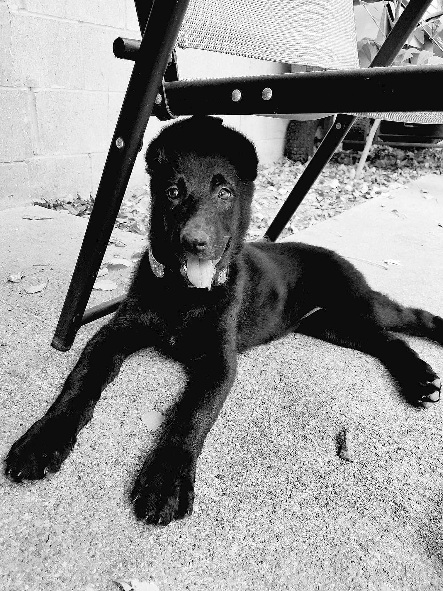 Etta James is registered to the contest to win money with this photo: black, black_and_white, canidae, carnivore, dog, dog_breed, eye, guard_dog, labrador_retriever, mammal, photography, retriever, snout, sporting_group, style