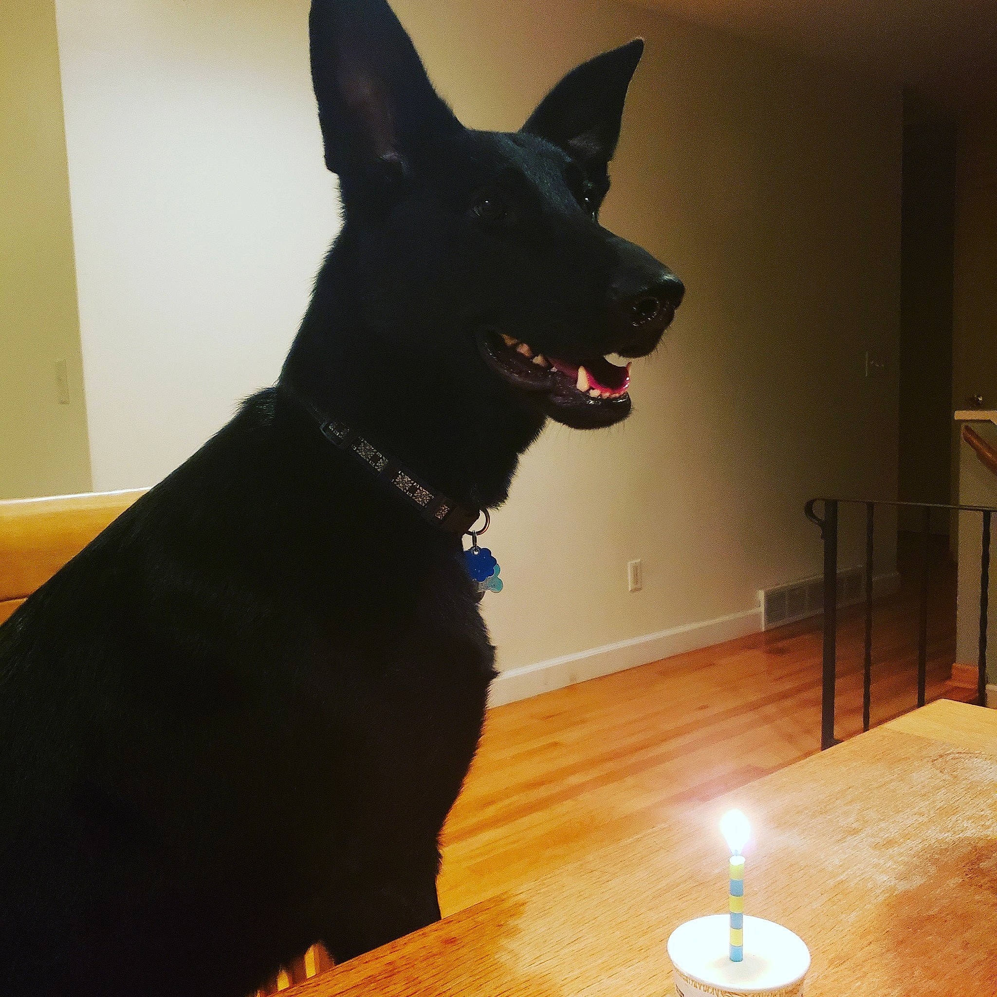 Etta James is registered to the contest to win money with this photo: canidae, carnivore, dog, dog_breed, dog_collar, formosan_mountain_dog, mammal, rare_breed_dog, schipperke, vertebrate