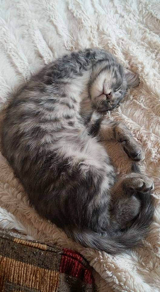 Koda Bear is registered to the contest to win money with this photo: american_curl, carnivore, cat, domestic_long_haired_cat, dragon_li, egyptian_mau, european_shorthair, felidae, fur, kitten, maine_coon, mammal, nap, norwegian_forest_cat, paw, siberian, small_to_medium_sized_cats, tabby_cat, vertebrate, whiskers
