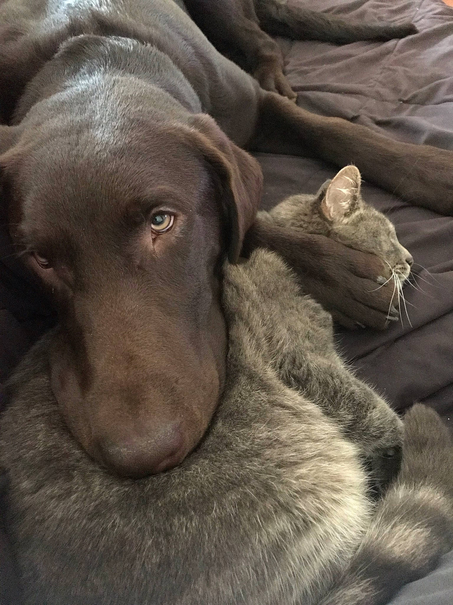 Koda Bear is registered to the contest to win money with this photo: canidae, carnivore, chesapeake_bay_retriever, dog, dog_breed, fawn, german_shorthaired_pointer, hunting_dog, labrador_retriever, liver, mammal, pointing_breed, retriever, snout, sporting_group, vertebrate, vizsla, weimaraner, whiskers