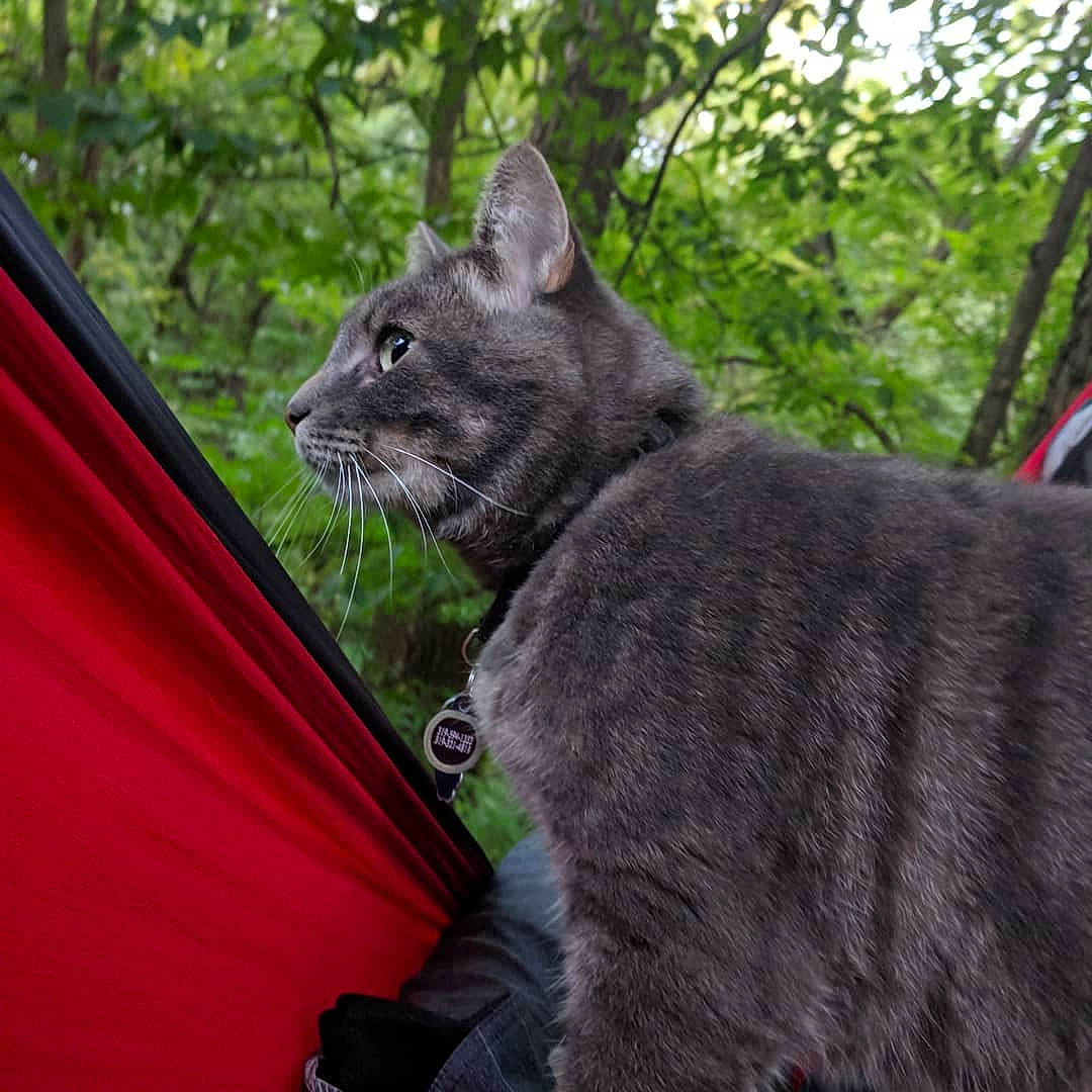 Koda Bear joined the competition — help win amazing prizes! asian, british_shorthair, carnivore, cat, chartreux, domestic_short_haired_cat, felidae, fur, grass, korat, mammal, nebelung, russian_blue, small_to_medium_sized_cats, snout, vertebrate, whiskers, wildlife