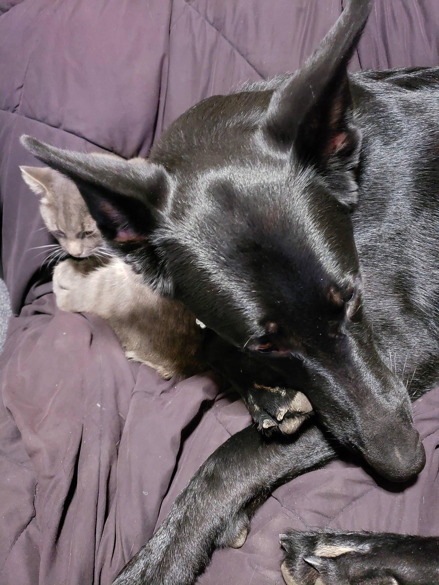 Koda Bear joined the competition — help win amazing prizes! american_hairless_terrier, australian_kelpie, canidae, carnivore, dog, dog_breed, formosan_mountain_dog, mammal, snout, vertebrate, whiskers