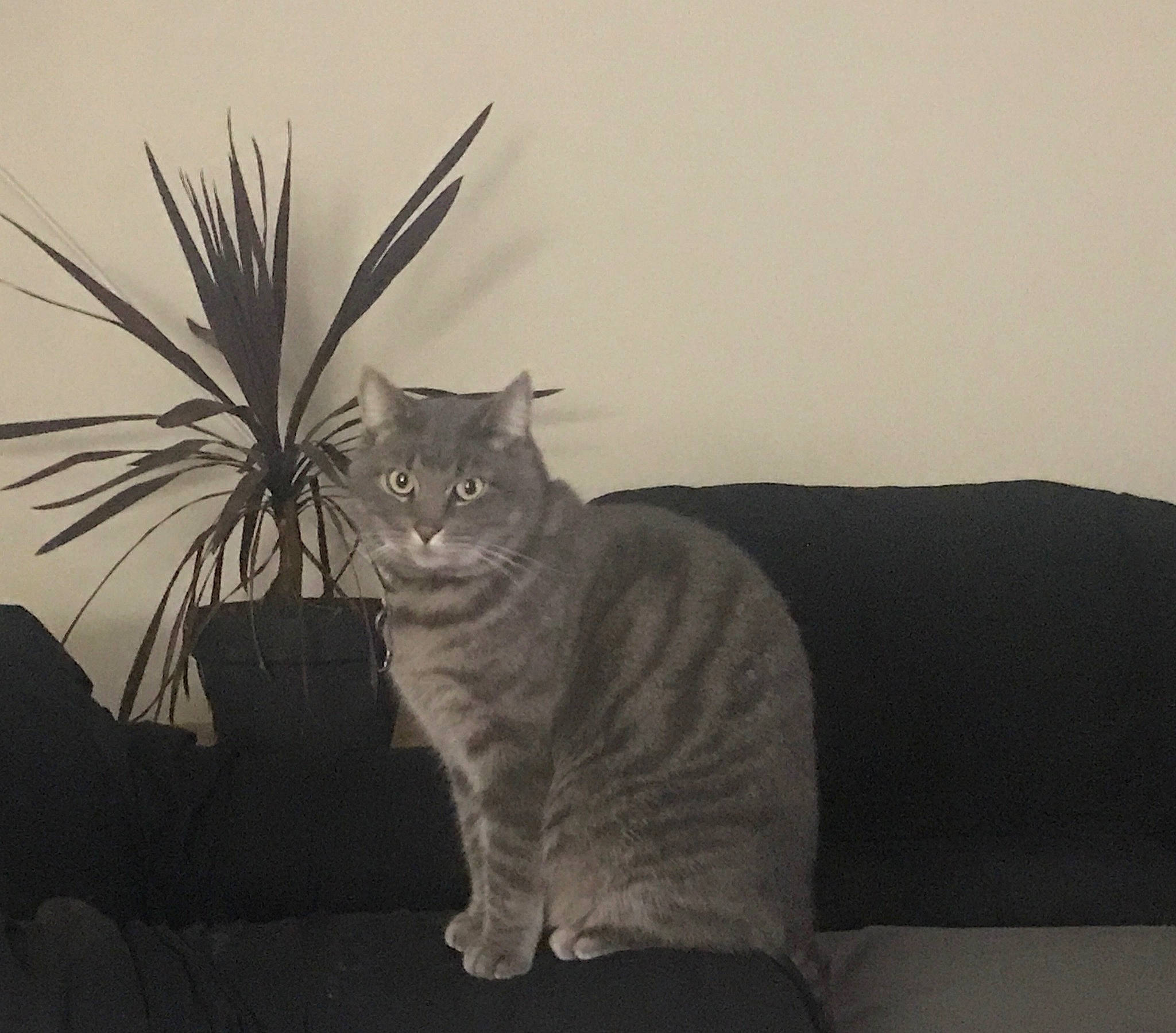 Koda Bear is registered to the contest to win money with this photo: asian, black_and_white, carnivore, cat, domestic_short_haired_cat, european_shorthair, felidae, plant, small_to_medium_sized_cats, tabby_cat, tail, tree, whiskers