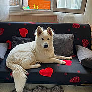 Vicking a rejoint le concours — aidez-le/la à gagner de superbes lots ! carpet, cozy, curtain, cushion, daylight, dog, floor, fur, heart_pattern, home, indoor, living_room, paw, pet, relaxed, resting, sofa, tail, white_fur, window