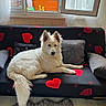 dog, sofa, heart_pattern, white_fur, cushion, window, curtain, indoor, pet, relaxed, fur, floor, carpet, living_room, resting, paw, tail, home, cozy, daylight