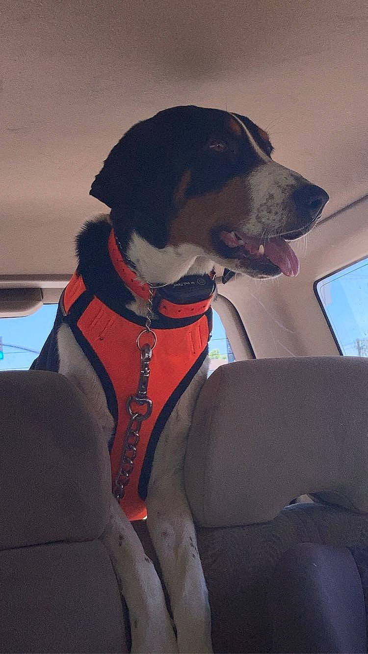 Marcilane is registered to the contest to win money with this photo: auto_part, automotive_exterior, carnivore, collar, companion_dog, dog, dog_breed, dog_collar, dog_supply, leash, lifejacket, personal_protective_equipment, pet_supply, snout, sporting_group, vehicle, vehicle_door, windshield, working_animal