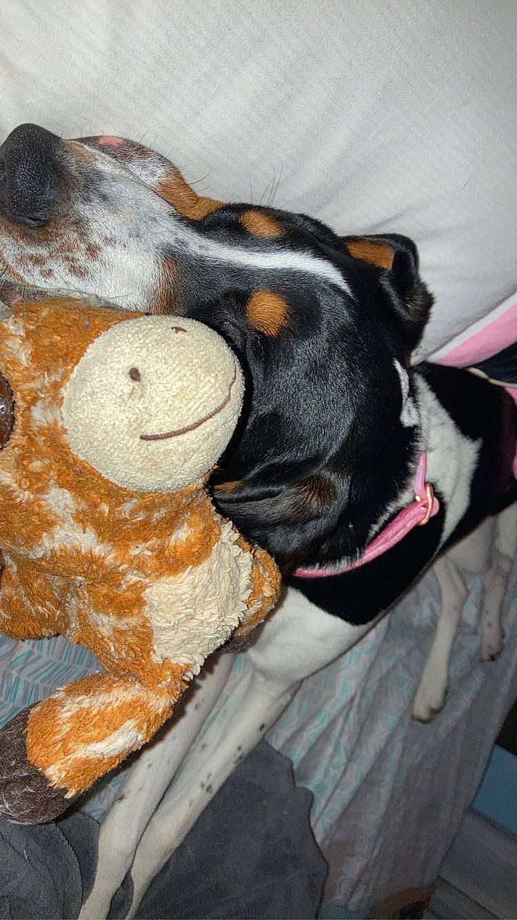 Marcilane is registered to the contest to win money with this photo: art, canidae, carnivore, collar, companion_dog, dog, dog_breed, dog_collar, dog_supply, fawn, fur, plush, snout, sporting_group, stuffed_toy, tail, terrestrial_animal, toy, whiskers, working_animal