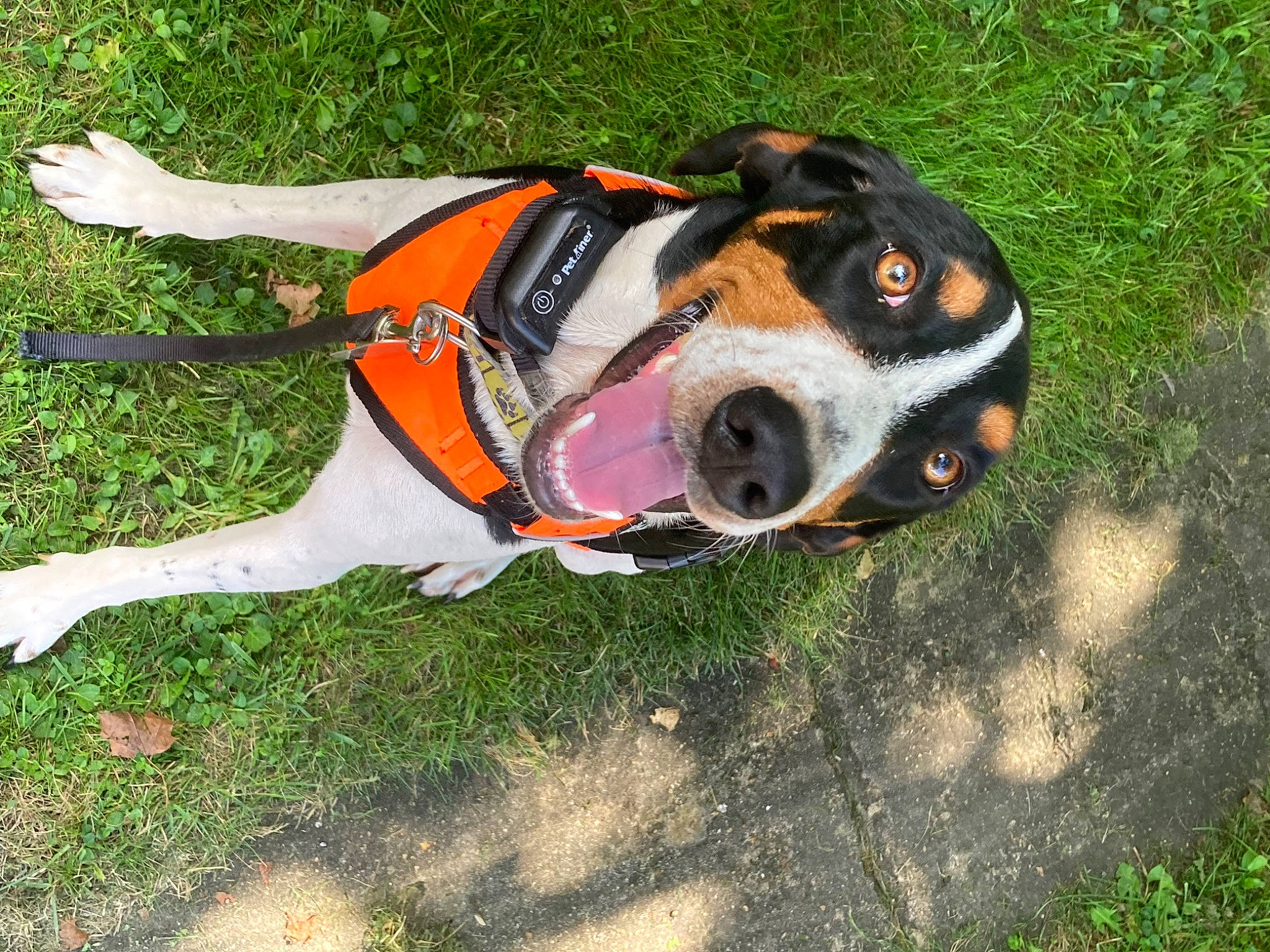 Marcilane joined the competition — help win amazing prizes! art, basset_hound, canidae, carnivore, collar, companion_dog, dog, dog_breed, dog_collar, dog_supply, fashion_accessory, fawn, grass, leash, personal_protective_equipment, plant, scent_hound, snout, sporting_group, working_dog