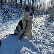 Coca a rejoint le concours — aidez-le/la à gagner de superbes lots ! dog, snow, winter, forest, trees, sunlight, trail, leash, outdoor, nature, animal, cold, daylight, canine, fur, sitting, path, shadow, scenery, landscape