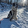 dog, snow, winter, forest, trees, sunlight, trail, leash, outdoor, nature, animal, cold, daylight, canine, fur, sitting, path, shadow, scenery, landscape