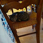 Grisette participe au concours pour gagner de l'argent avec cette photo : animal, cat, chair, cozy, curious, domestic, floor, flooring, furniture_leg, home, indoor, patterned_fabric, pet, quiet, relaxing, resting, small_animal, tabby, wooden_furniture, woven_seat