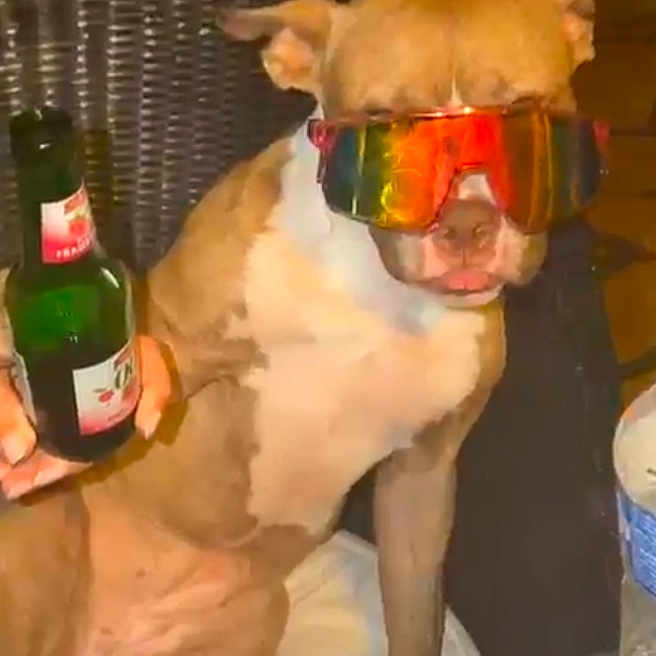 Billy a rejoint le concours — aidez-le/la à gagner de superbes lots ! dog, sunglasses, bottle, chair, pet, indoor, brown, white, hand, table, casual, reflection, cool, sitting, funny, portrait, domestic_animal, relaxing, accessory, human