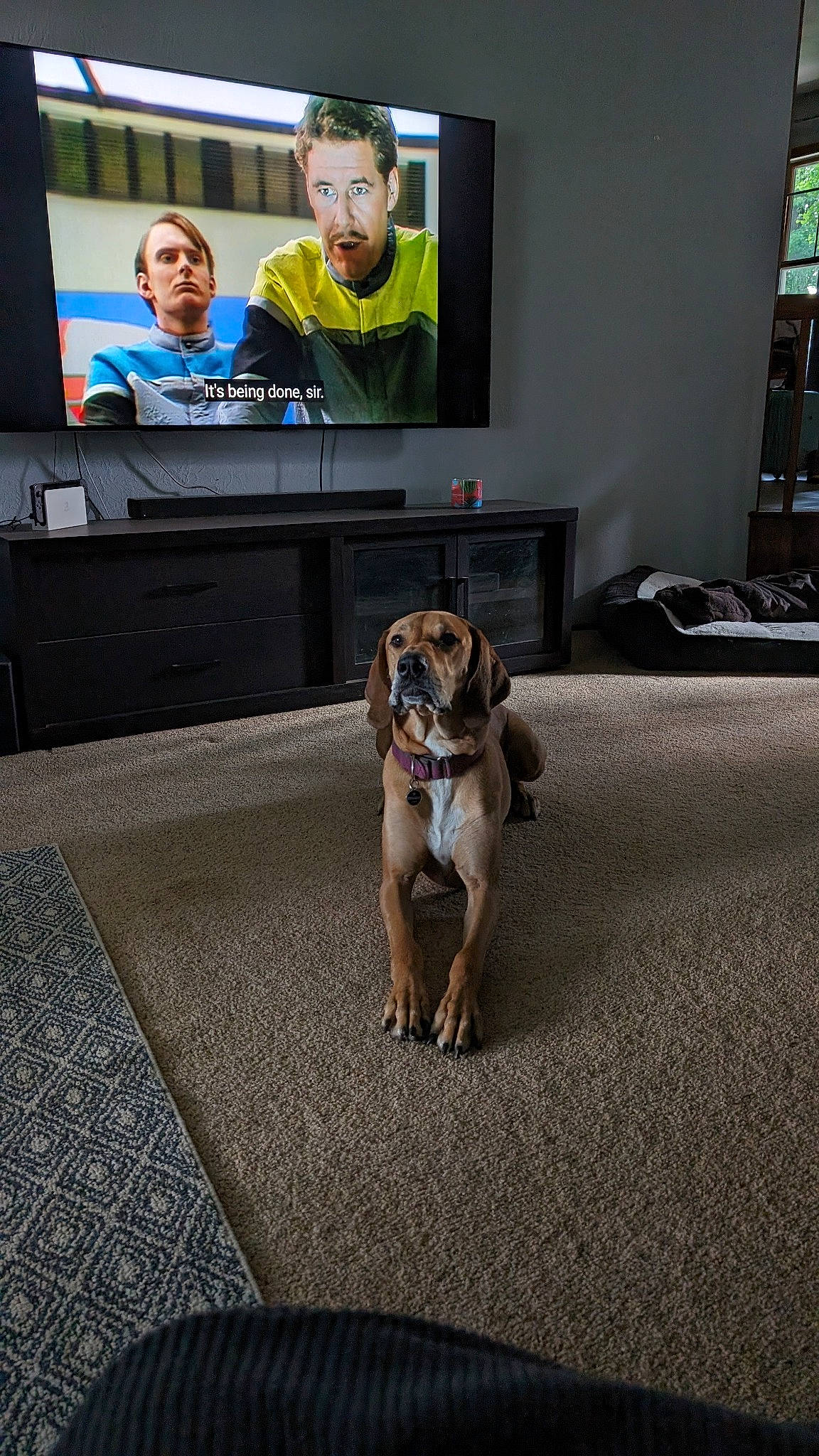 Daisy joined the competition — help win amazing prizes! carnivore, companion_dog, couch, desk, dog, dog_breed, fawn, floor, flooring, home_appliance, leash, led_backlit_lcd_display, living_room, pet_supply, room, snout, table, television, television_set, toy_dog