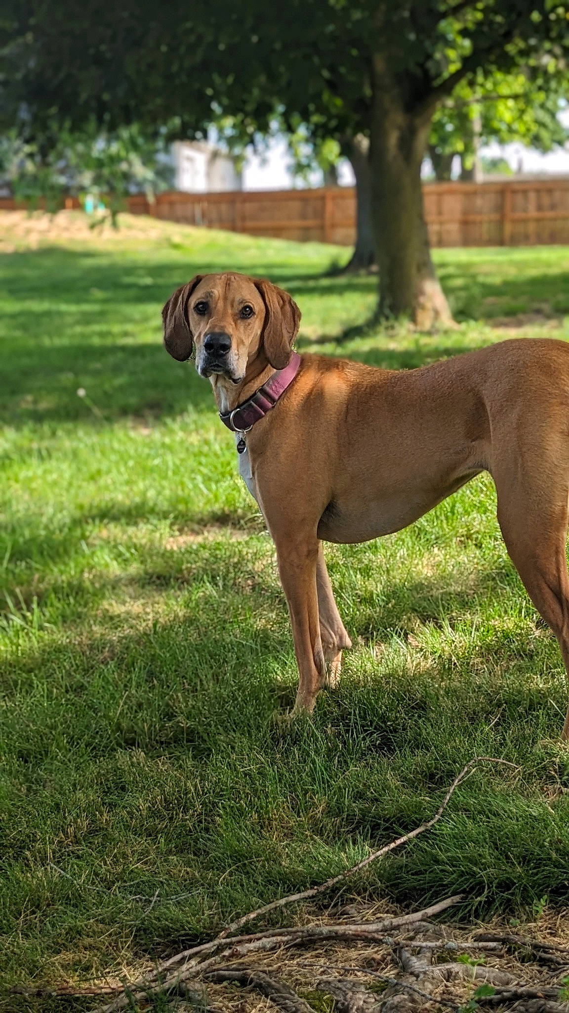 Daisy joined the competition — help win amazing prizes! canidae, carnivore, collar, companion_dog, dog, dog_breed, dog_collar, dog_supply, fawn, grass, gun_dog, liver, plant, snout, sporting_group, tail, terrestrial_animal, tree, working_animal, working_dog