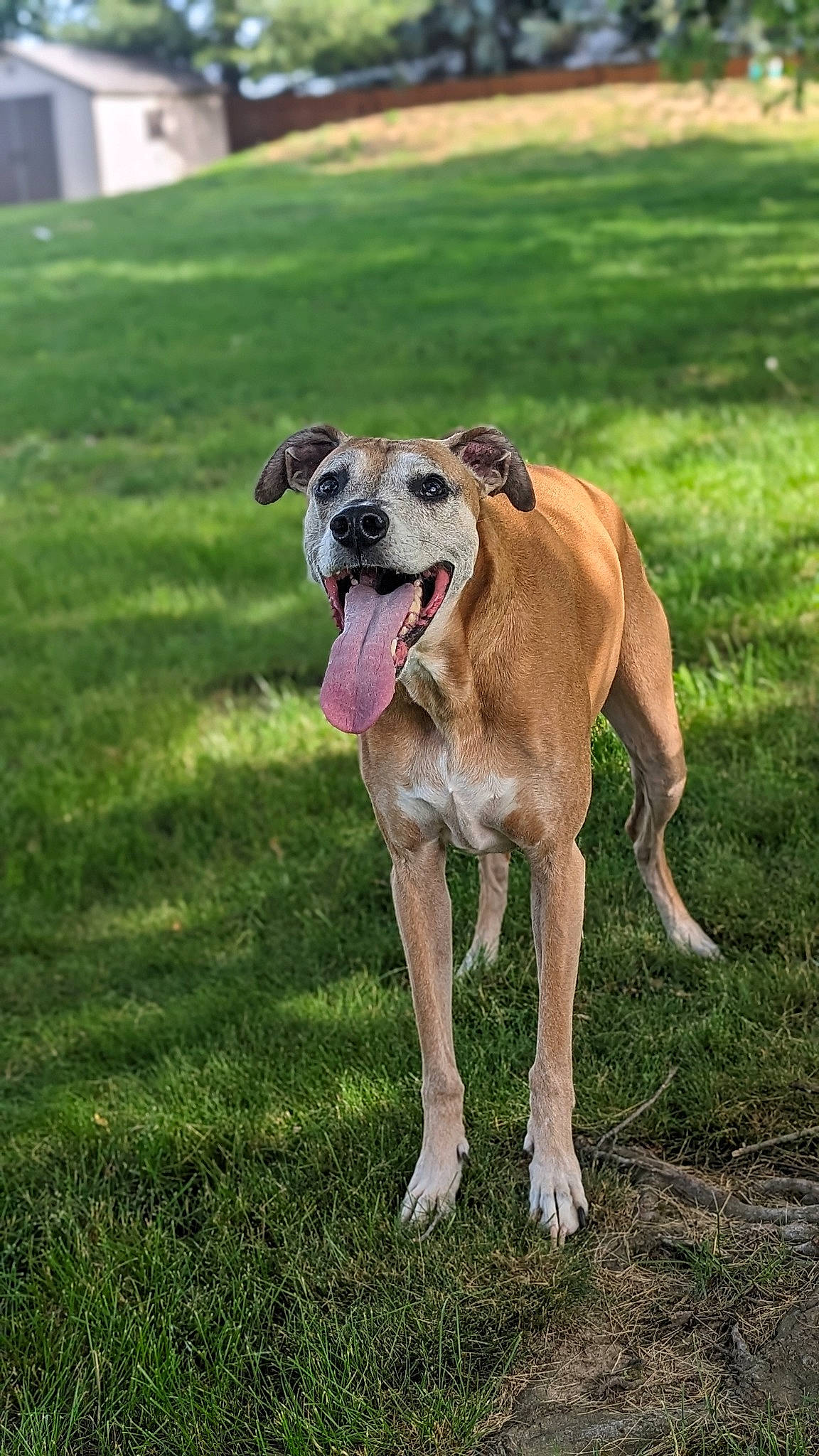 Ducky joined the competition — help win amazing prizes! ancient_dog_breeds, carnivore, collar, companion_dog, dog, dog_breed, dog_collar, dog_supply, fawn, grass, guard_dog, hunting_dog, non_sporting_group, rampur_greyhound, sighthound, sporting_group, tail, terrestrial_animal, working_animal, working_dog