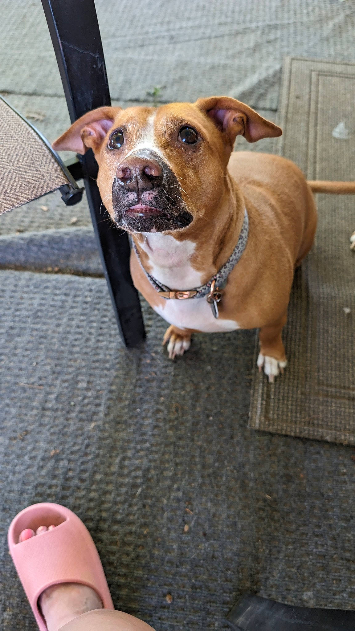 Chevy joined the competition — help win amazing prizes! bulldog, carnivore, collar, companion_dog, dog, dog_breed, dog_collar, fashion_accessory, fawn, flooring, foot, leash, nail, pet_supply, plant, road_surface, sidewalk, snout, working_animal, wrinkle