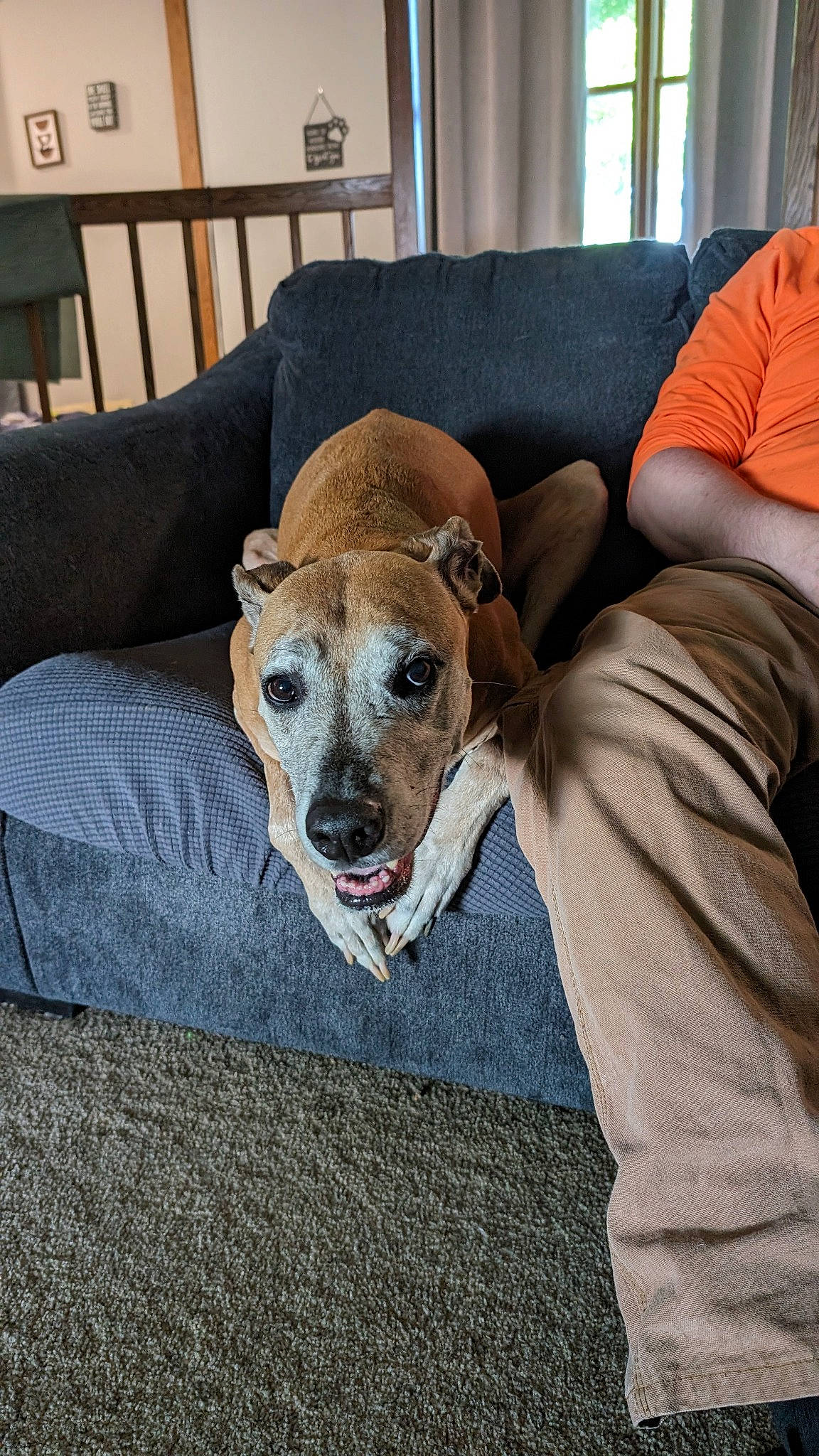 Chevy is registered to the contest to win money with this photo: canidae, carnivore, collar, comfort, companion_dog, couch, dog, dog_breed, dog_supply, fawn, flooring, furniture, sitting, snout, sporting_group, window, working_animal