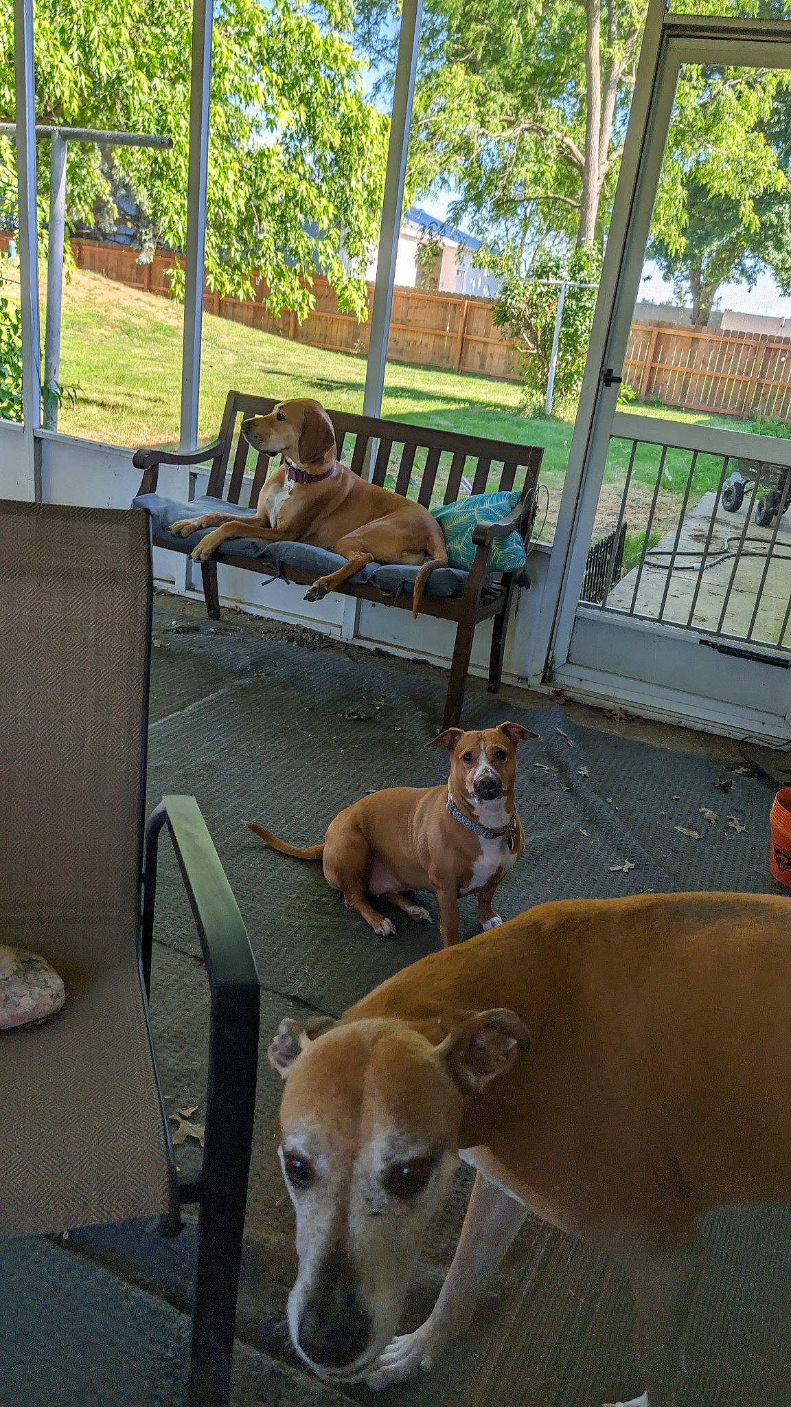 Chevy is registered to the contest to win money with this photo: building, carnivore, chair, collar, comfort, companion_dog, dog, dog_breed, fawn, hardwood, house, mammal, outdoor_furniture, plant, shade, table, tree, vertebrate, wood, working_animal