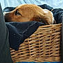animal, armchair, basket, beagle, bed, blanket, canine, chair, couch, dog, furniture, goldenretriever, homedecor, hound, labradorretriever, linen, person, pet, puppy, sleeping