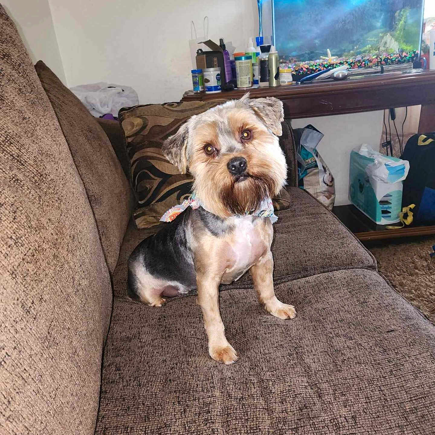 Bear is registered to the contest to win money with this photo: animal, aquarium, bottle, brown, clean, companion, couch, curious, curious_eyes, decor, dog, domestic, furniture, indoor, living_room, pet, sitting, table, tilted_head, well_groomed