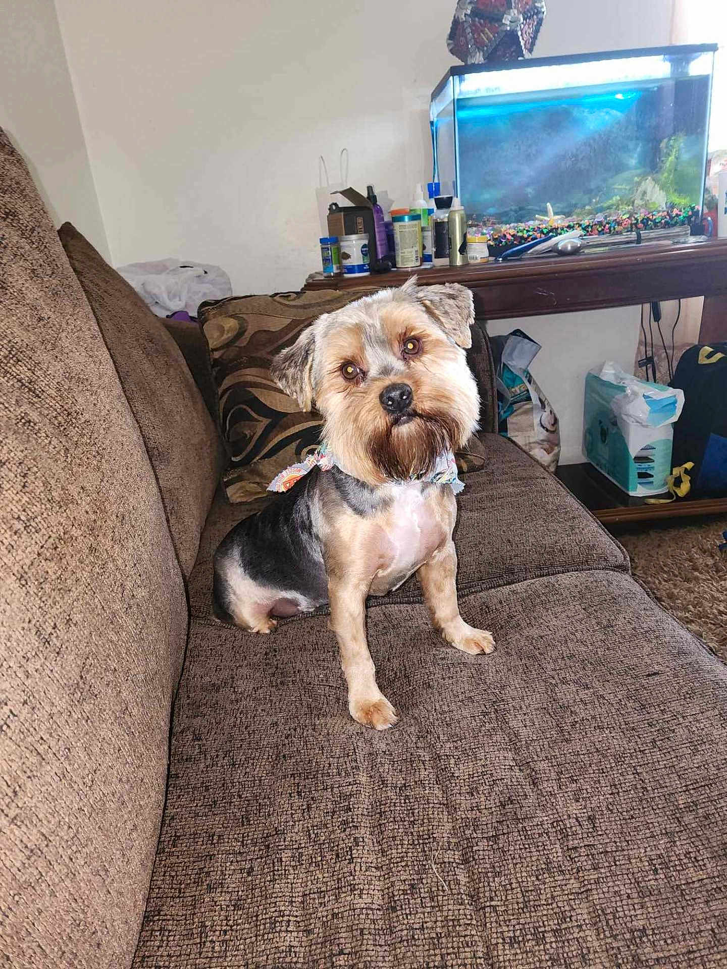 Bear is registered to the contest to win money with this photo: dog, couch, pet, indoor, aquarium, table, bottle, brown, curious, sitting, furniture, living_room, decor, tilted_head, animal, domestic, companion, clean, well_groomed, curious_eyes