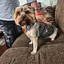 Bear is registered to the contest to win money with this photo: dog, pet, indoor, couch, person, hand, fur, groomed, brown, gray, fabric, decor, lamp, bracelet, clothing, standing, animal, companion, leisure, comfort