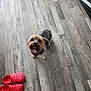 Bear joined the competition — help win amazing prizes! dog, small_dog, indoor, wooden_floor, red_crocs, footwear, pet, flooring, looking_up, groomed, domestic_animal, cute, companion, household, casual, brown_dog, shoes, floor, pet_accessory, home