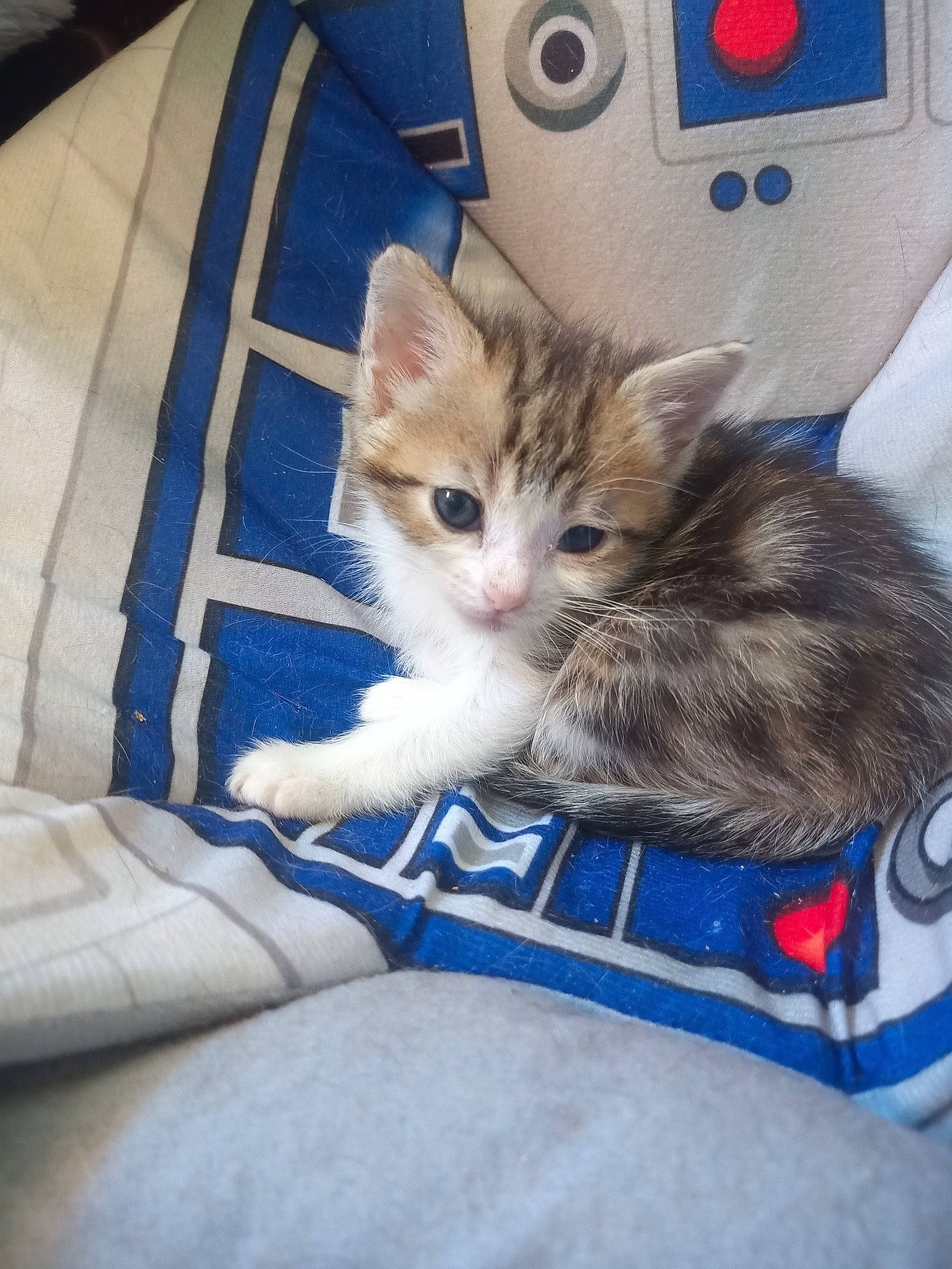 Waldo a rejoint le concours — aidez-le/la à gagner de superbes lots ! blue, box, cardboard, carnivore, cat, claw, comfort, couch, domestic_short_haired_cat, electric_blue, fawn, felidae, fur, lap, paw, sitting, small_to_medium_sized_cats, suitcase, tail, whiskers