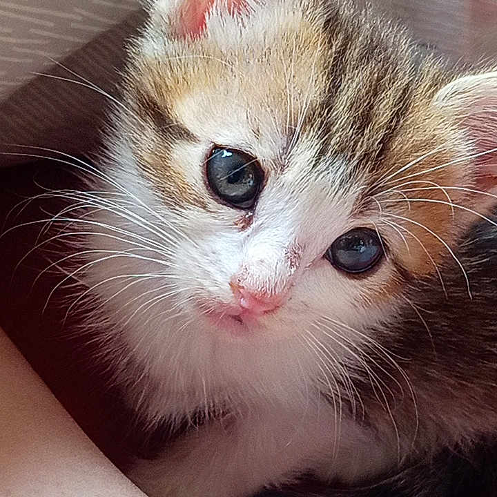 Waldo