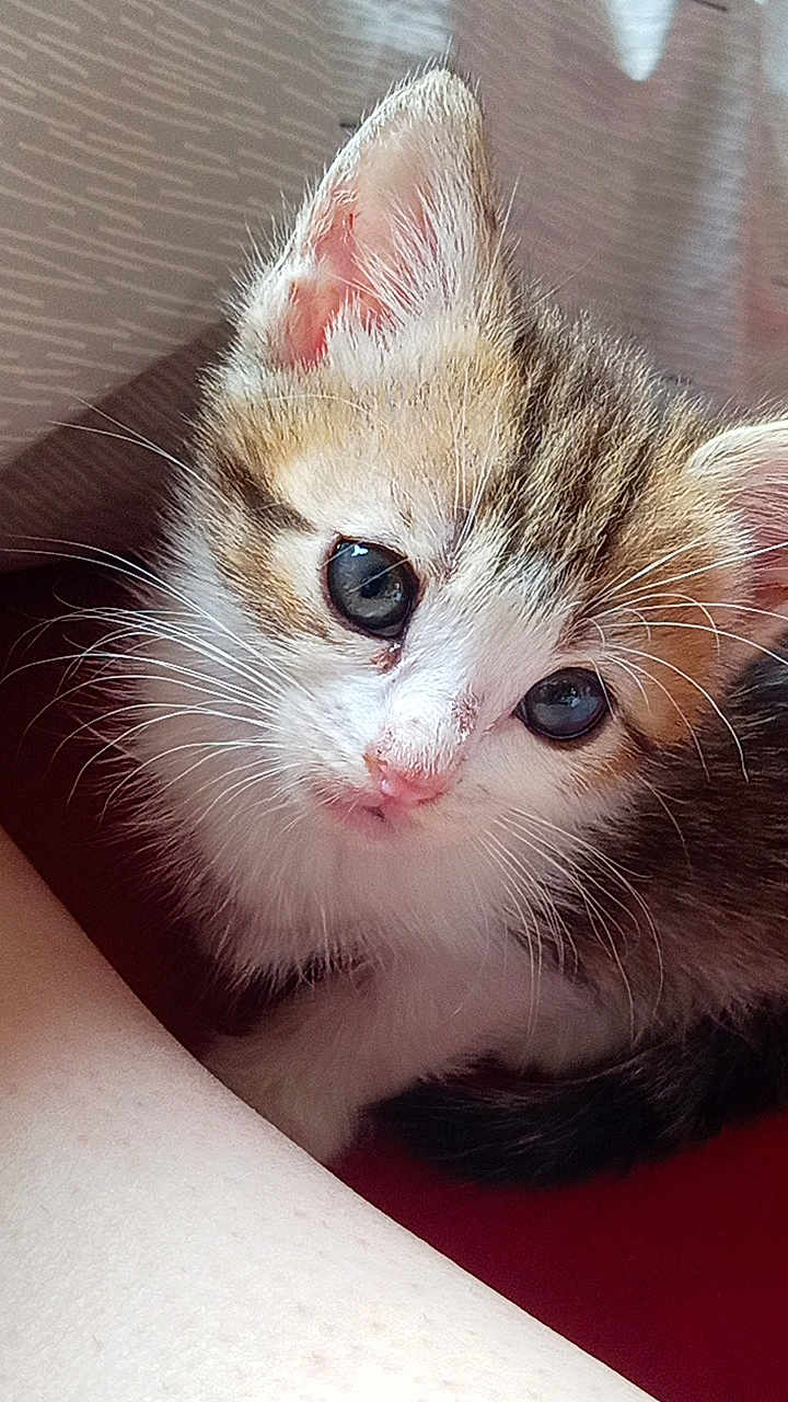Waldo