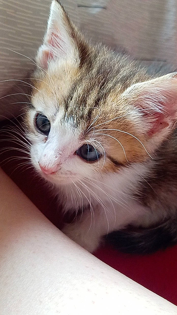 Waldo participe au concours pour gagner de l'argent avec cette photo : carnivore, cat, domestic_short_haired_cat, ear, fawn, felidae, fur, hair, head, paw, small_to_medium_sized_cats, snout, tree, whiskers, window