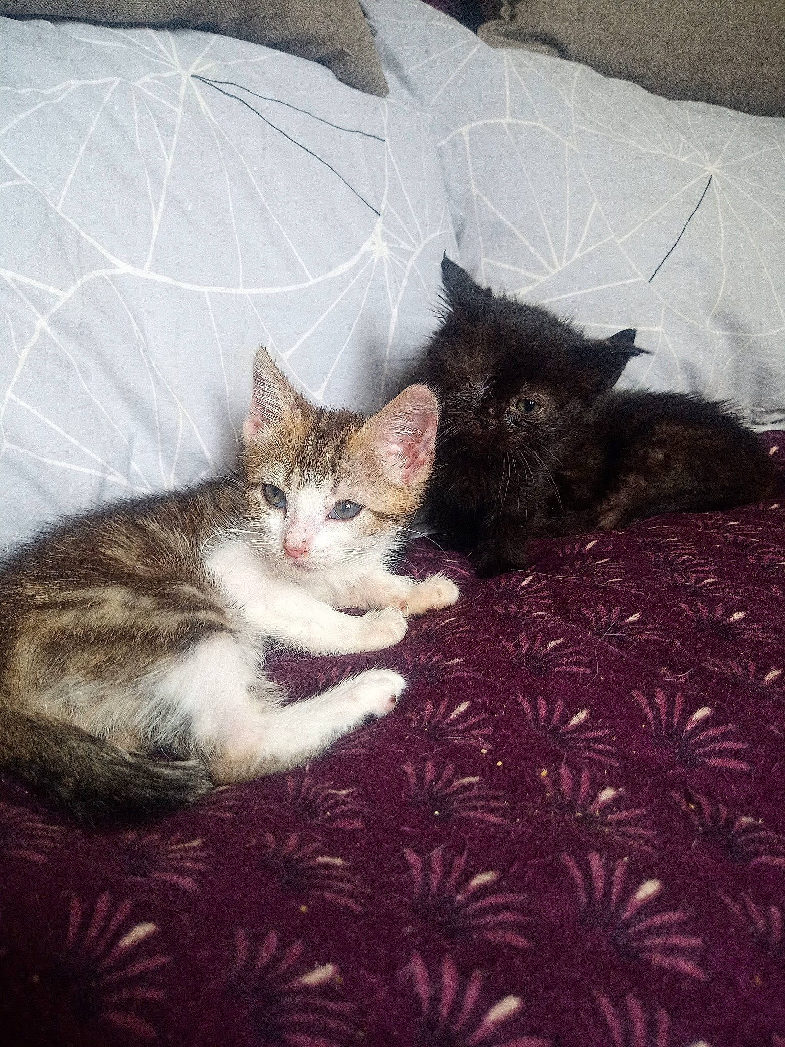 Waldo a rejoint le concours — aidez-le/la à gagner de superbes lots ! carnivore, cat, claw, comfort, couch, domestic_short_haired_cat, felidae, flooring, foot, fur, grey, linens, paw, sitting, small_to_medium_sized_cats, snout, tail, tree, whiskers