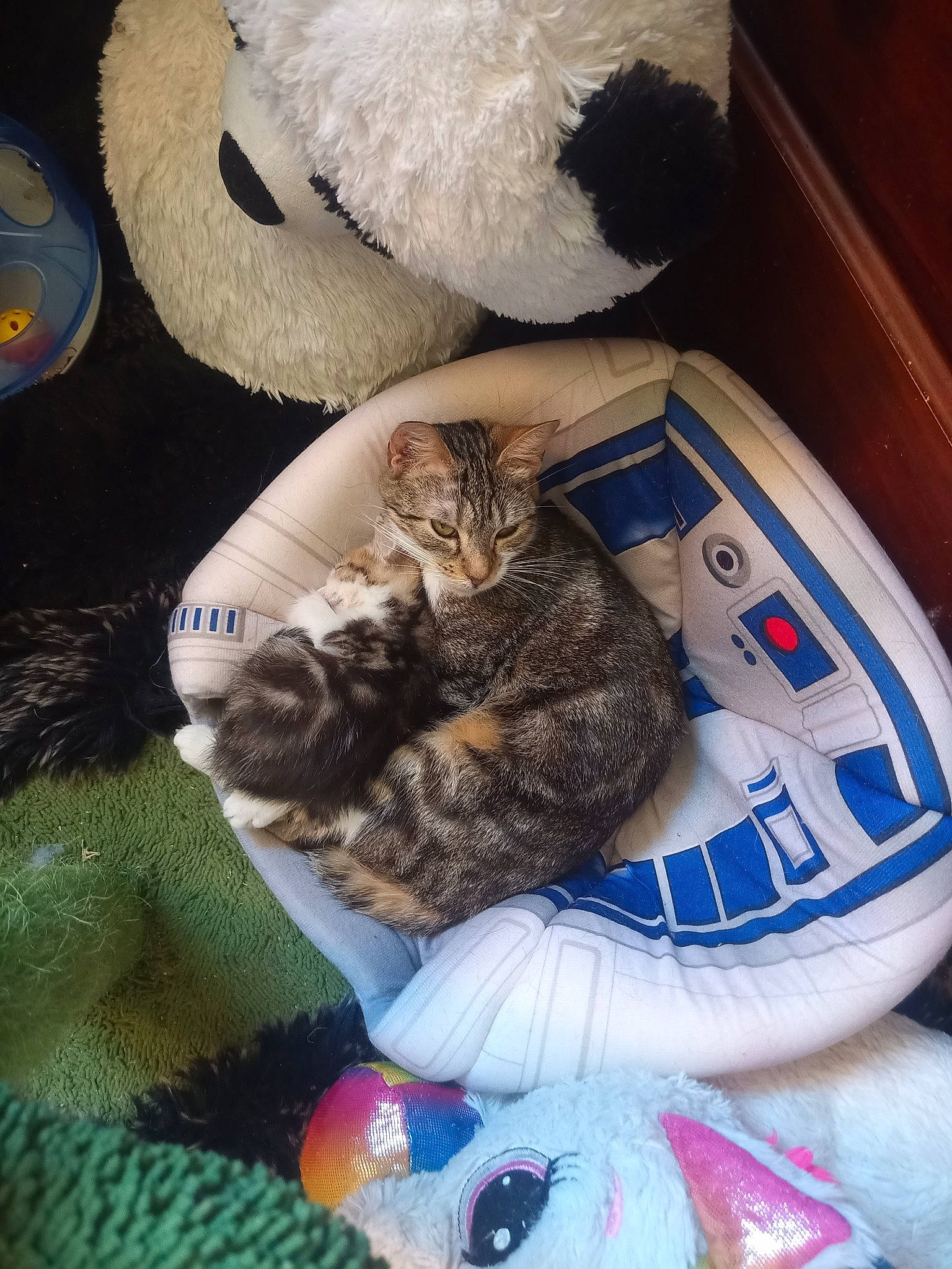 Waldo participe au concours pour gagner de l'argent avec cette photo : carnivore, cat, comfort, domestic_short_haired_cat, felidae, foot, fur, linens, mammal, pattern, paw, small_to_medium_sized_cats, tail, textile, toy, vertebrate, whiskers, wood, wool, woolen