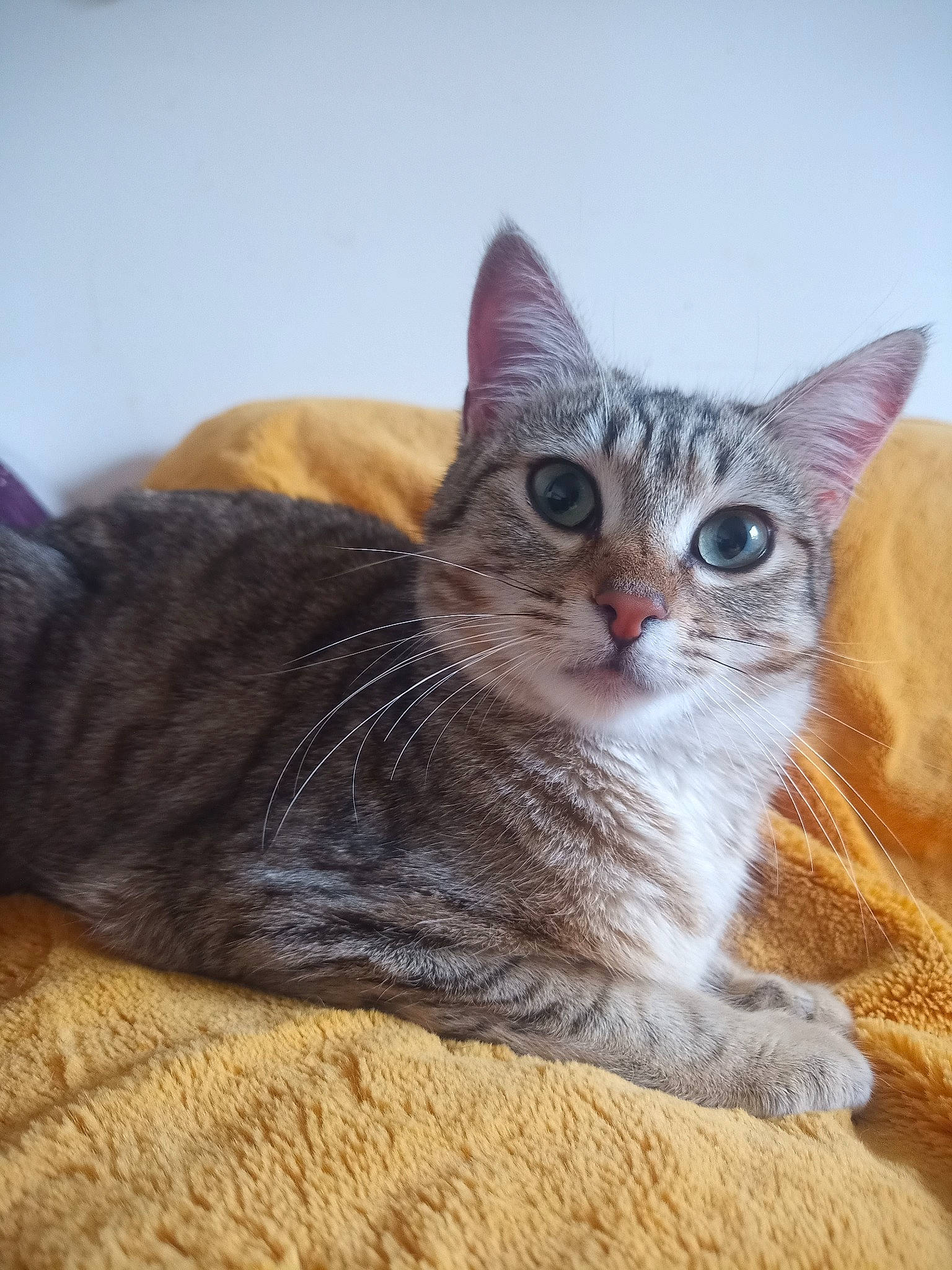 Wakana participe au concours pour gagner de l'argent avec cette photo : carnivore, cat, claw, comfort, domestic_short_haired_cat, eye, fawn, felidae, fur, paw, sitting, small_to_medium_sized_cats, snout, tail, whiskers, window