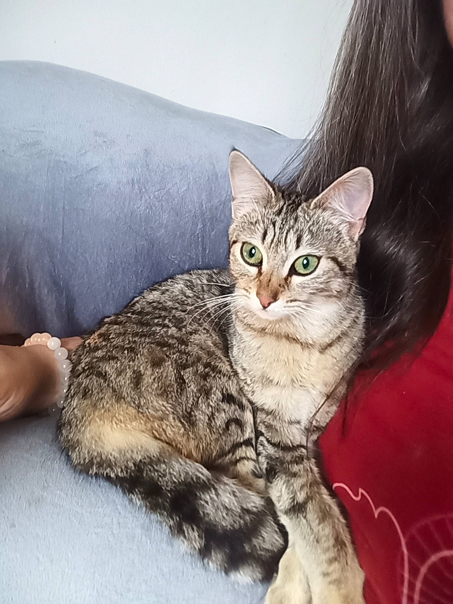 Wakana participe au concours pour gagner de l'argent avec cette photo : carnivore, cat, claw, comfort, domestic_short_haired_cat, felidae, fur, illustration, paint, painting, paw, sitting, small_to_medium_sized_cats, snout, tail, terrestrial_animal, tree, whiskers, wildlife