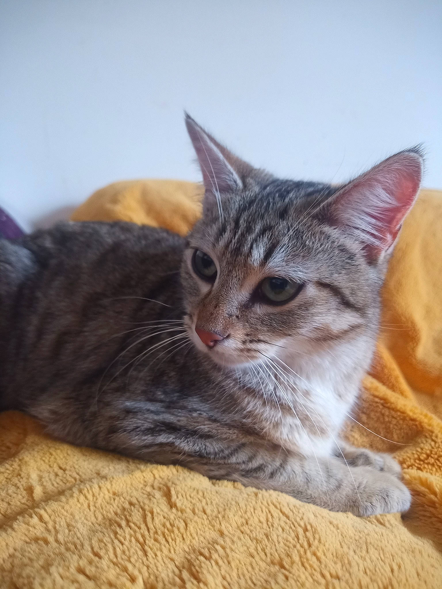 Wakana participe au concours pour gagner de l'argent avec cette photo : carnivore, cat, claw, comfort, domestic_short_haired_cat, felidae, fur, paw, sitting, small_to_medium_sized_cats, snout, tail, terrestrial_animal, tree, whiskers, wildlife, wood