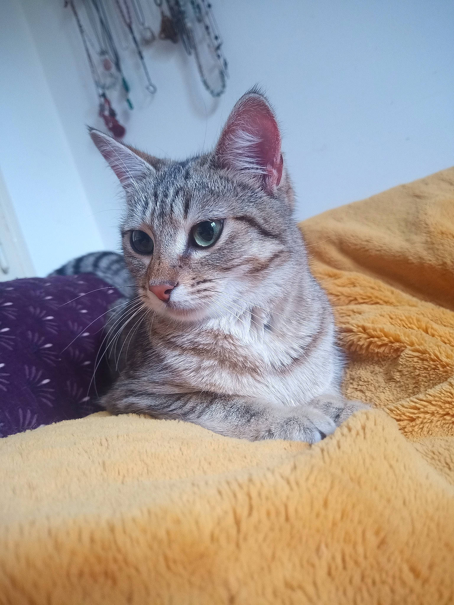 Wakana a rejoint le concours — aidez-le/la à gagner de superbes lots ! carnivore, cat, claw, comfort, domestic_short_haired_cat, felidae, foot, fur, paw, sitting, small_to_medium_sized_cats, snout, tail, terrestrial_animal, tree, whiskers, wildlife, window, wood