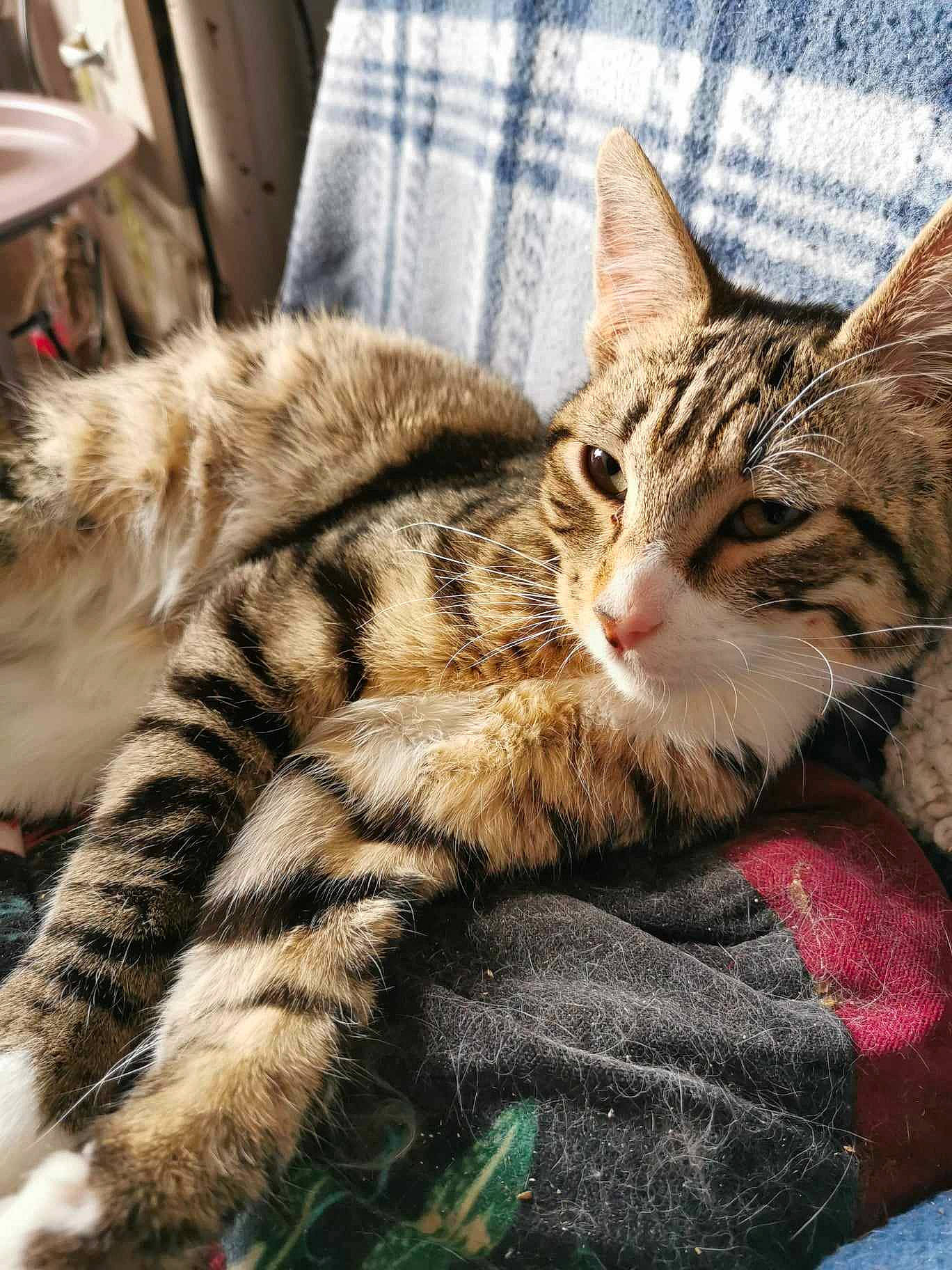 Willy a rejoint le concours — aidez-le/la à gagner de superbes lots ! carnivore, cat, claw, comfort, domestic_short_haired_cat, felidae, fur, grass, nap, paw, sleep, small_to_medium_sized_cats, snout, tail, terrestrial_animal, whiskers