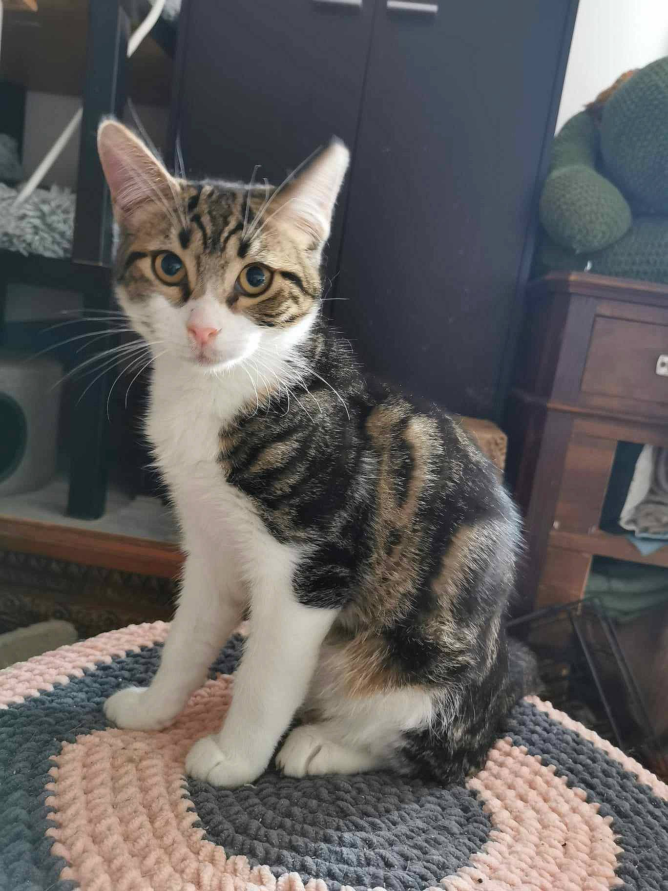 Willy participe au concours pour gagner de l'argent avec cette photo : box, cabinetry, carnivore, cat, claw, domestic_short_haired_cat, drawer, felidae, fur, military_camouflage, paw, sitting, small_to_medium_sized_cats, tail, whiskers