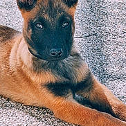 Ange a rejoint le concours — aidez-le/la à gagner de superbes lots ! dog, puppy, pet, animal, portrait, closeup, ears_up, brown_fur, black_mask, muzzle, eyes, paws, lying_down, outdoor, gravel, collar, young, cute, attentive, fluffy