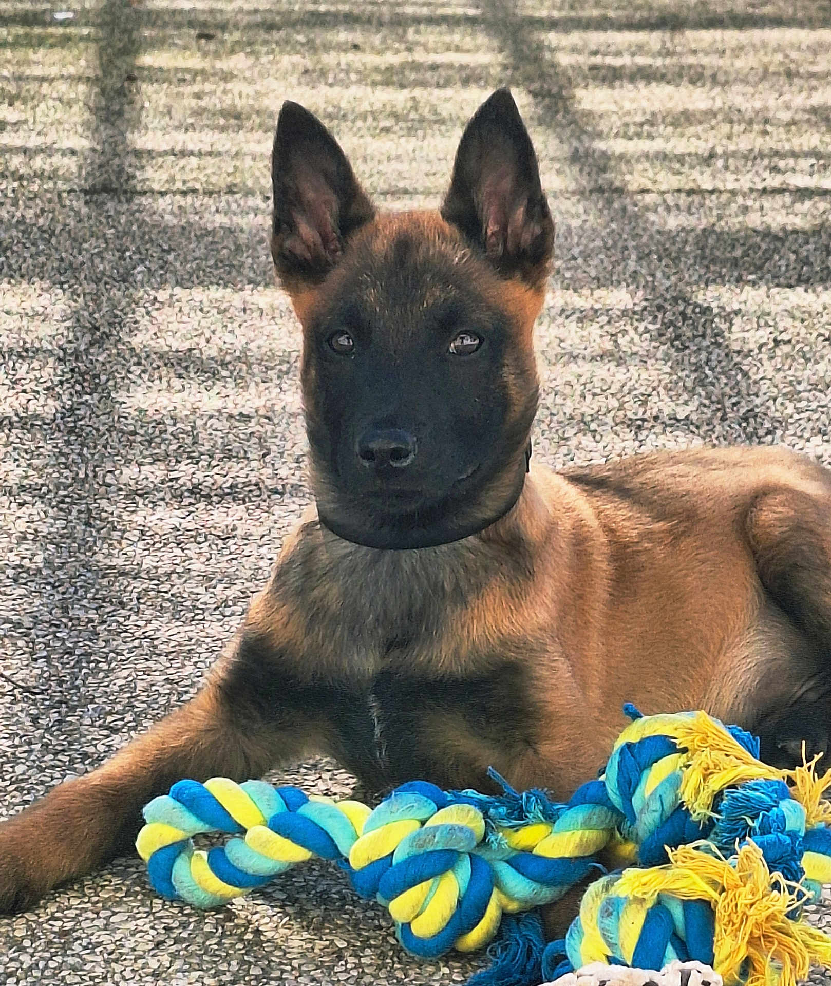 Ange a rejoint le concours — aidez-le/la à gagner de superbes lots ! dog, puppy, belgian_malinois, rope_toy, toy, pavement, outdoor, brown_fur, black_mask, ears, collar, lying_down, closeup, portrait, pet, domestic_animal, playful, texture, shadow, alert