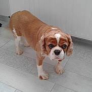Dolly a rejoint le concours — aidez-le/la à gagner de superbes lots ! ancient_dog_breeds, bulldog, canidae, carnivore, cavalier_king_charles_spaniel, companion_dog, dog, dog_breed, fawn, king_charles_spaniel, mammal, puppy, rare_breed_dog, snout, sporting_group, toy_dog, vertebrate